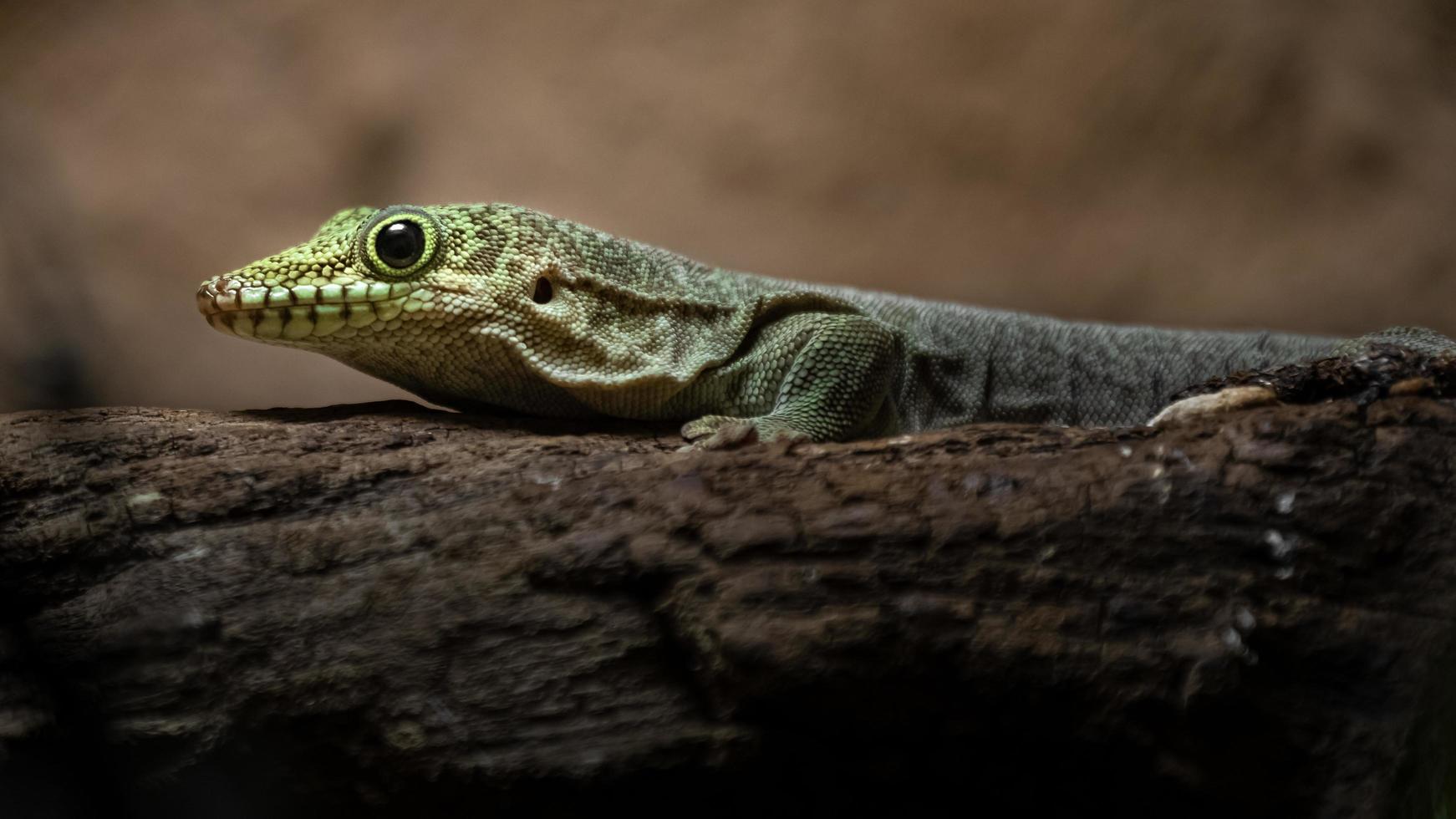 Portrait of Phelsuma standingi photo