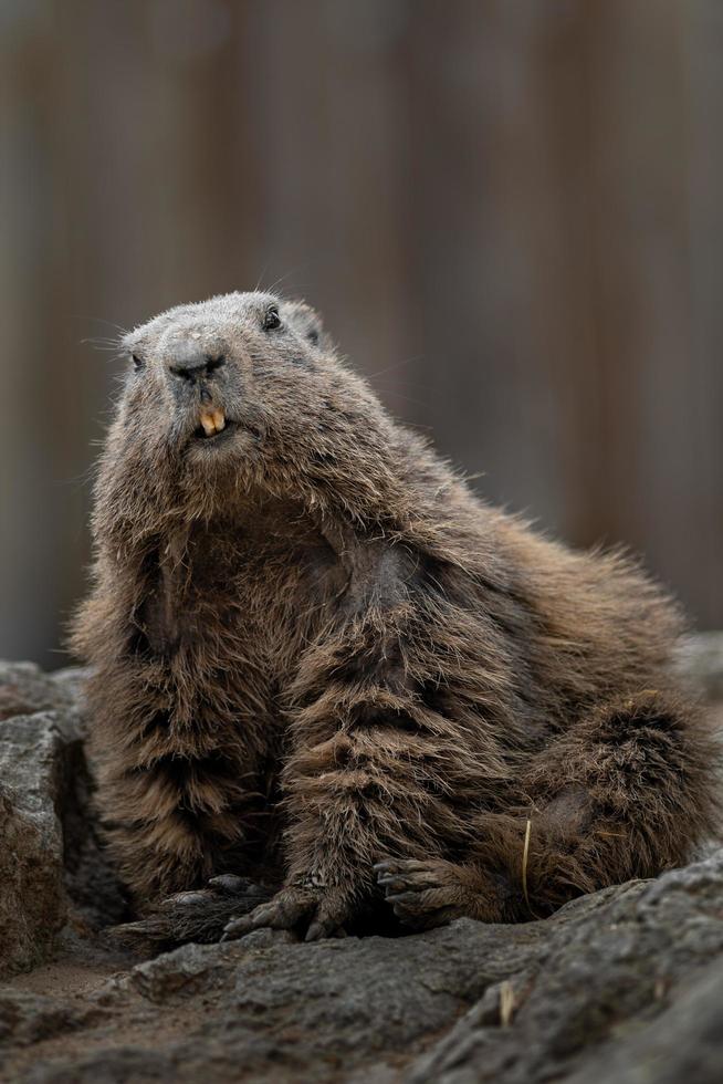 Portrait of Alpine marmot photo