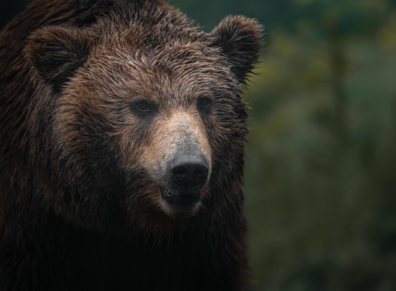 kamchatka oso pardo foto