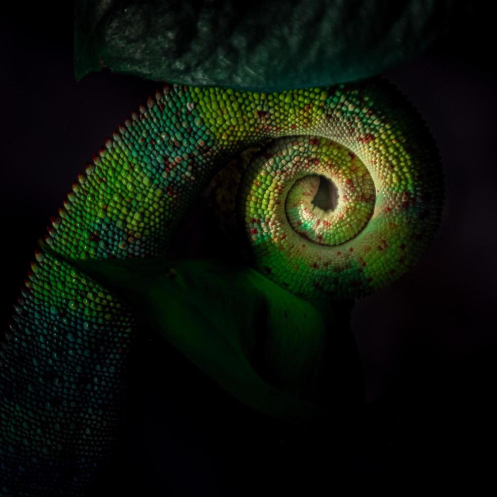 Tail of Panther chameleon photo