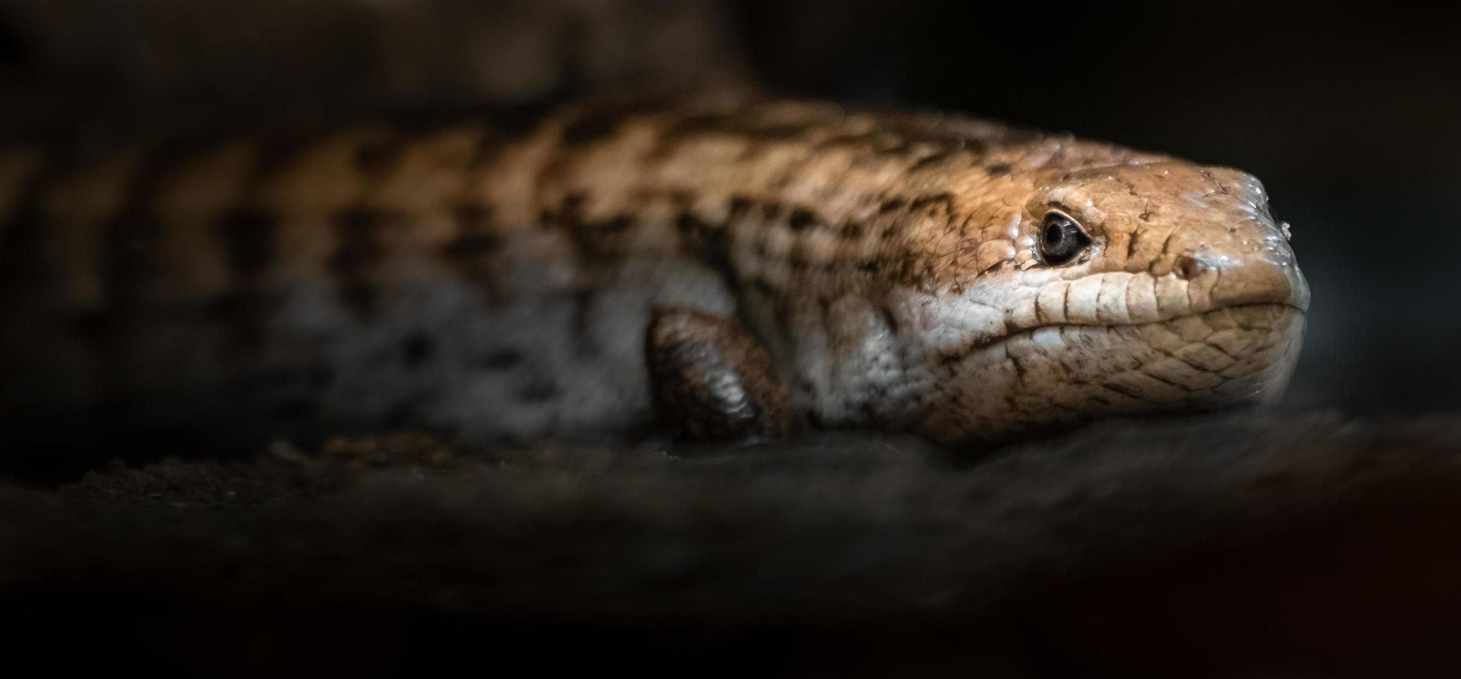 Common blue tongued skink photo