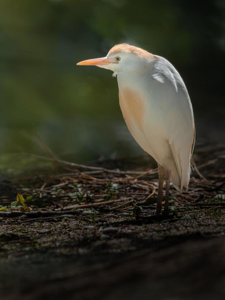 Portrait of Cattle egret photo