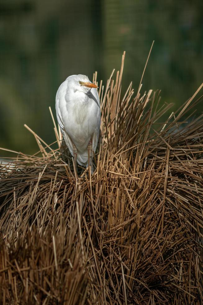 Portrait of Cattle egret photo