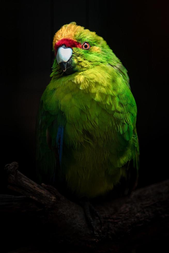 Yellow crowned parakeet photo