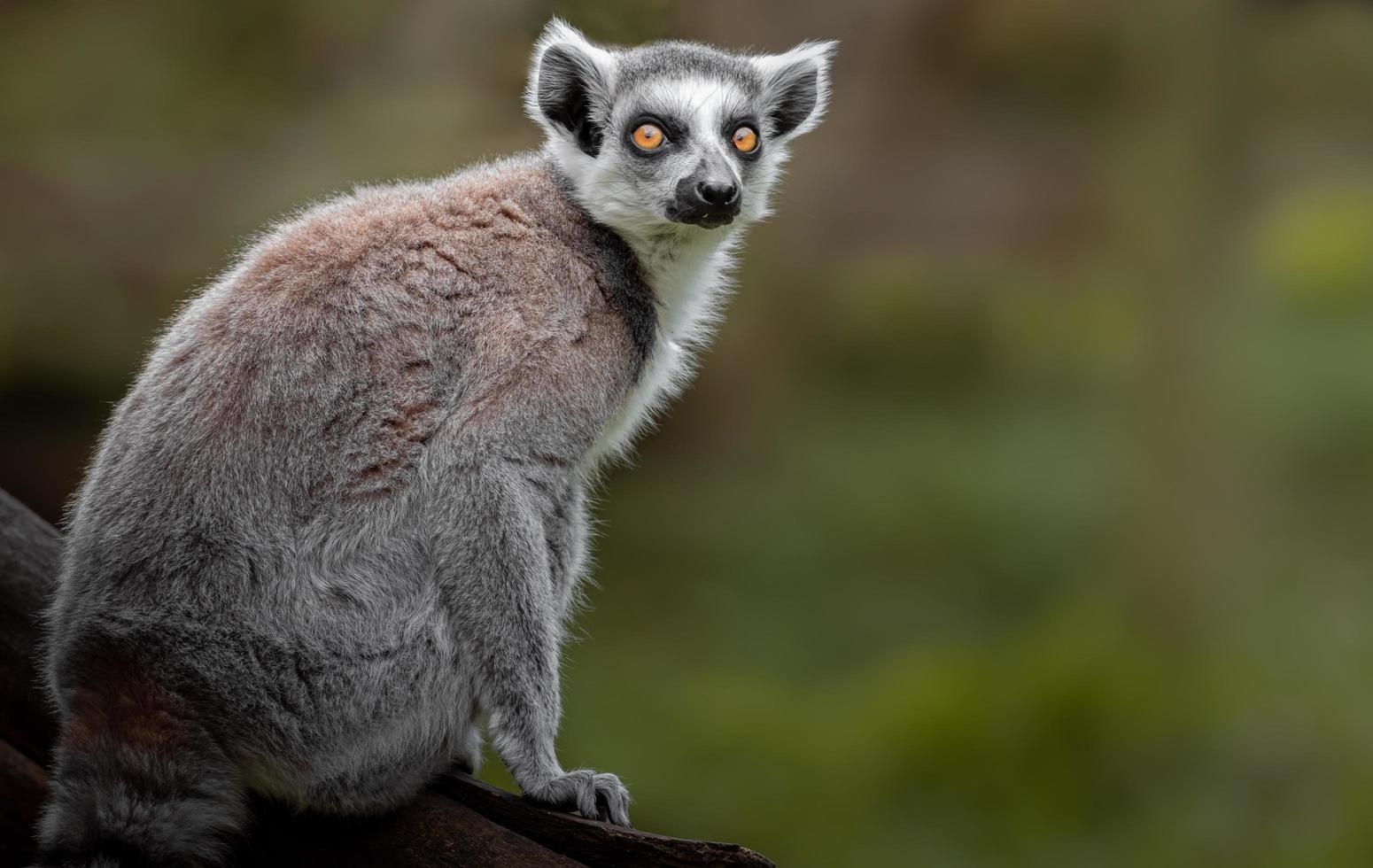 Ring tailed lemur photo