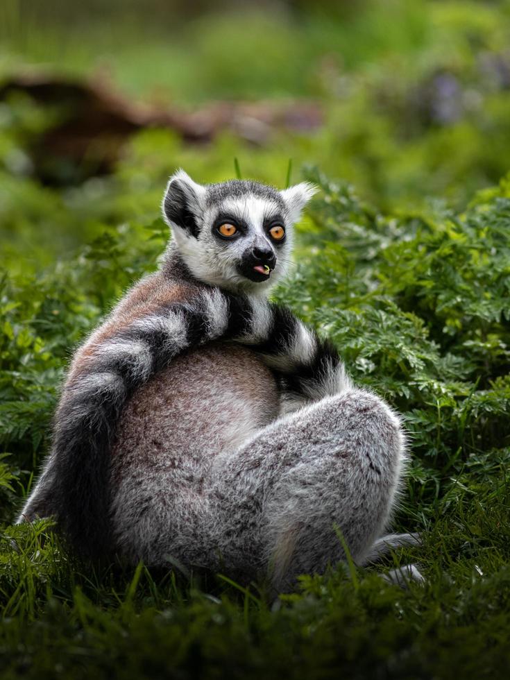 Ring tailed lemur photo