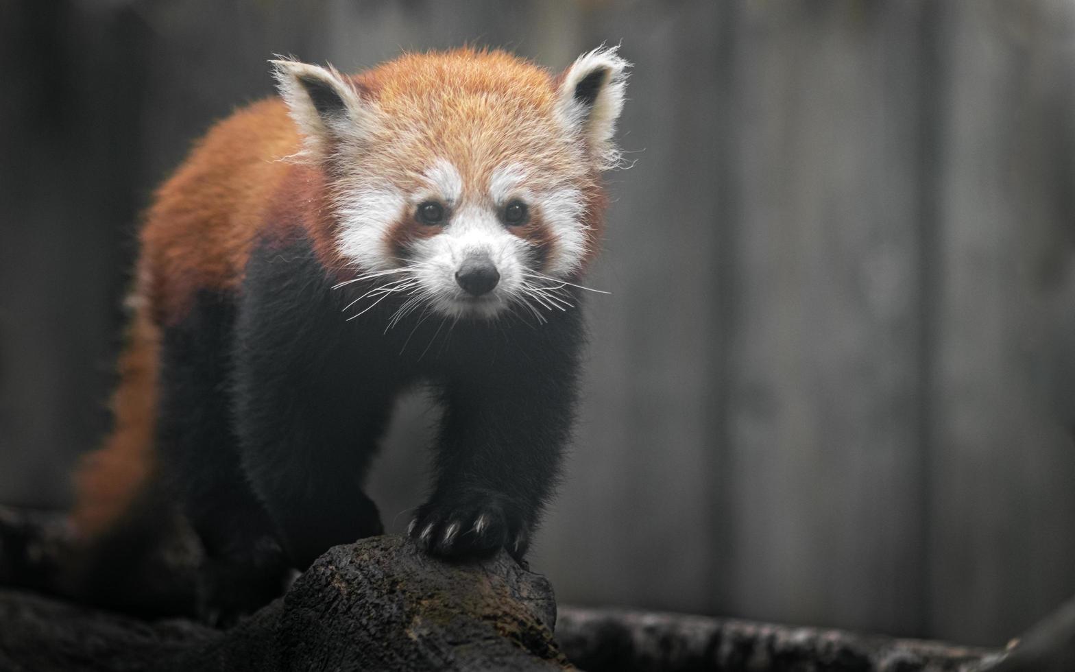 retrato de panda rojo foto