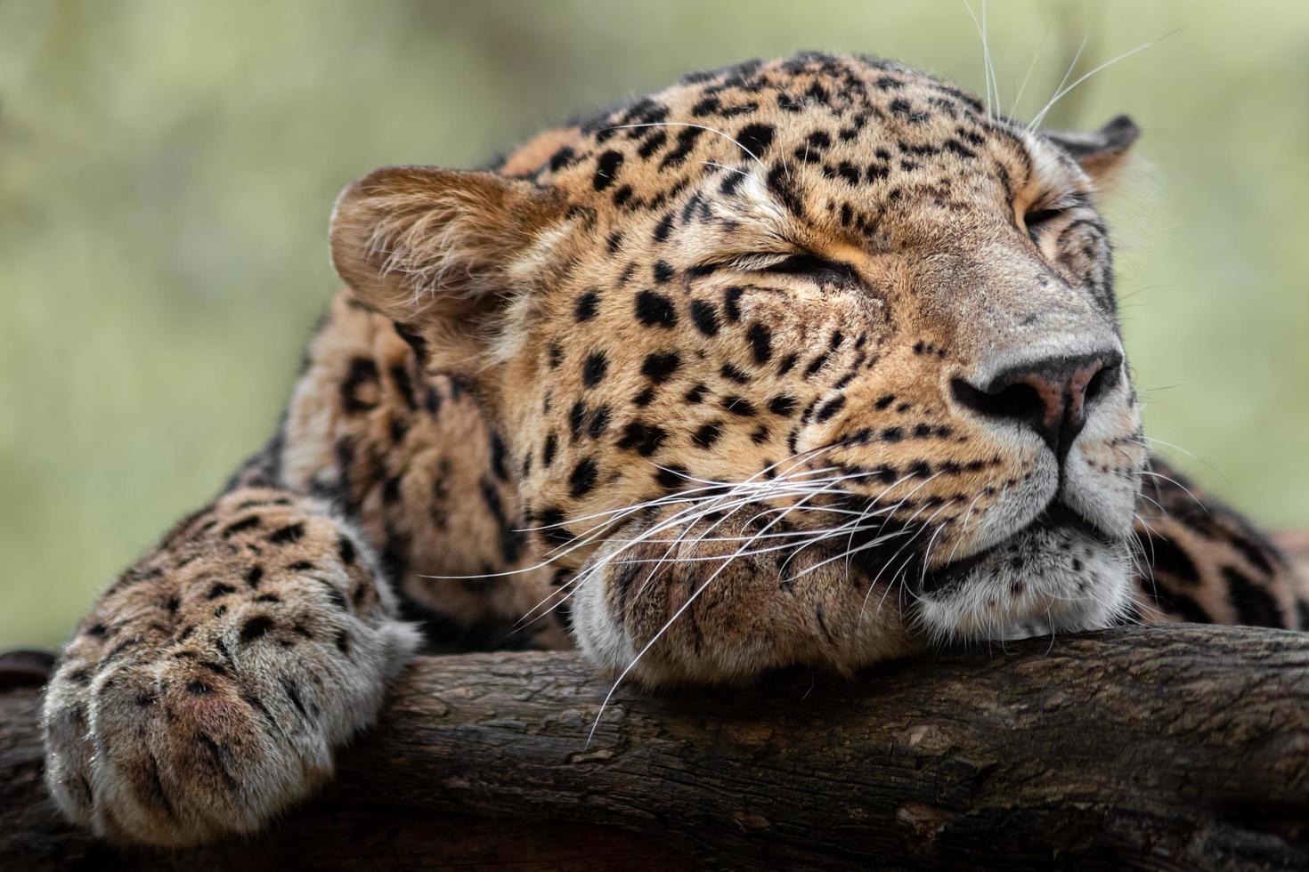 Persian leopard sleeping photo