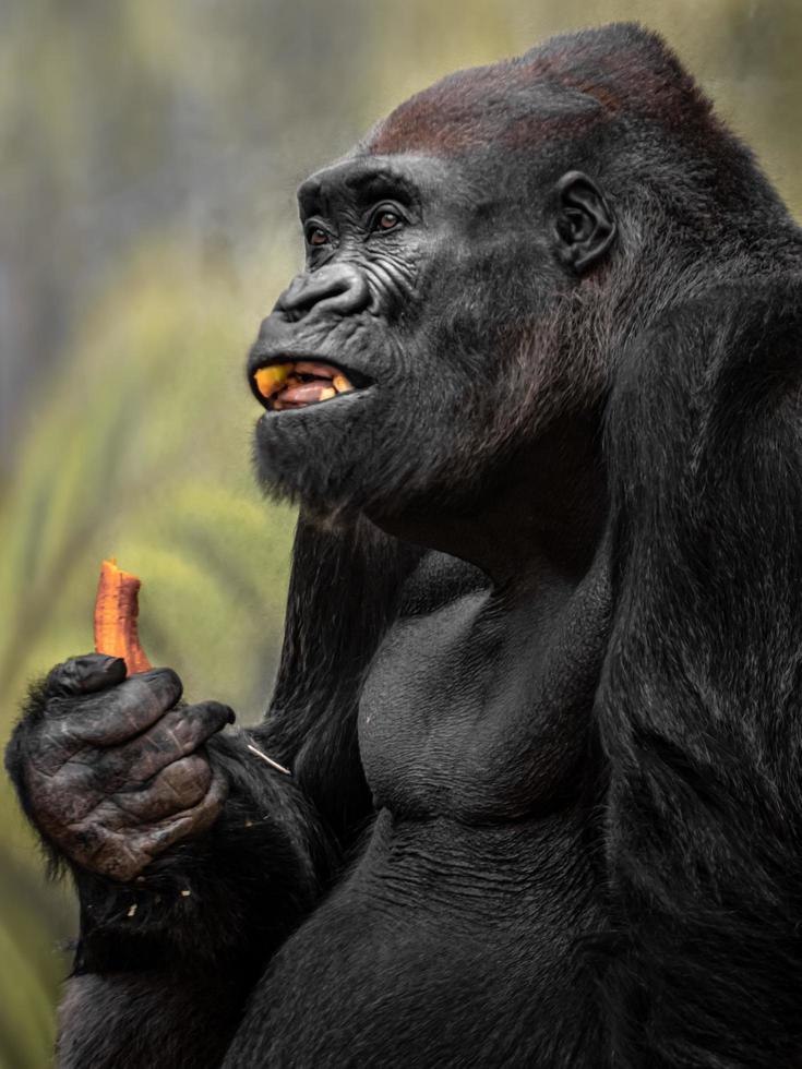Western gorilla eating photo