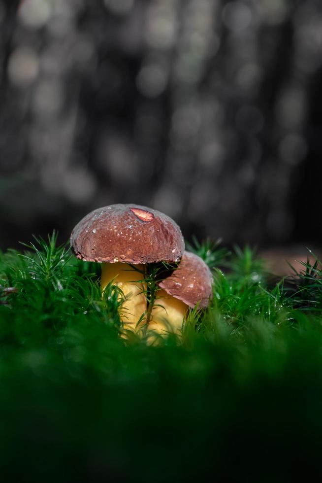 boletus en musgo foto