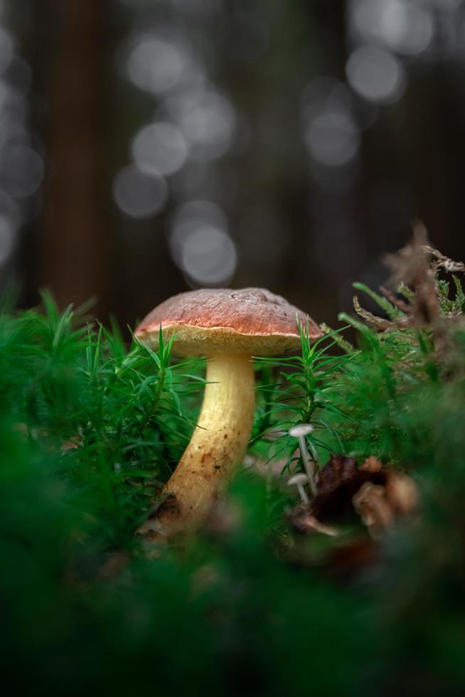 Boletus in moss photo