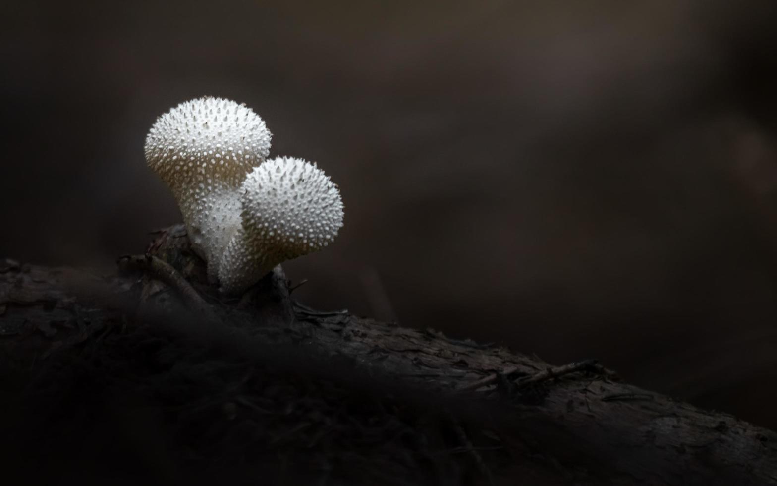 Common puffball in forest photo