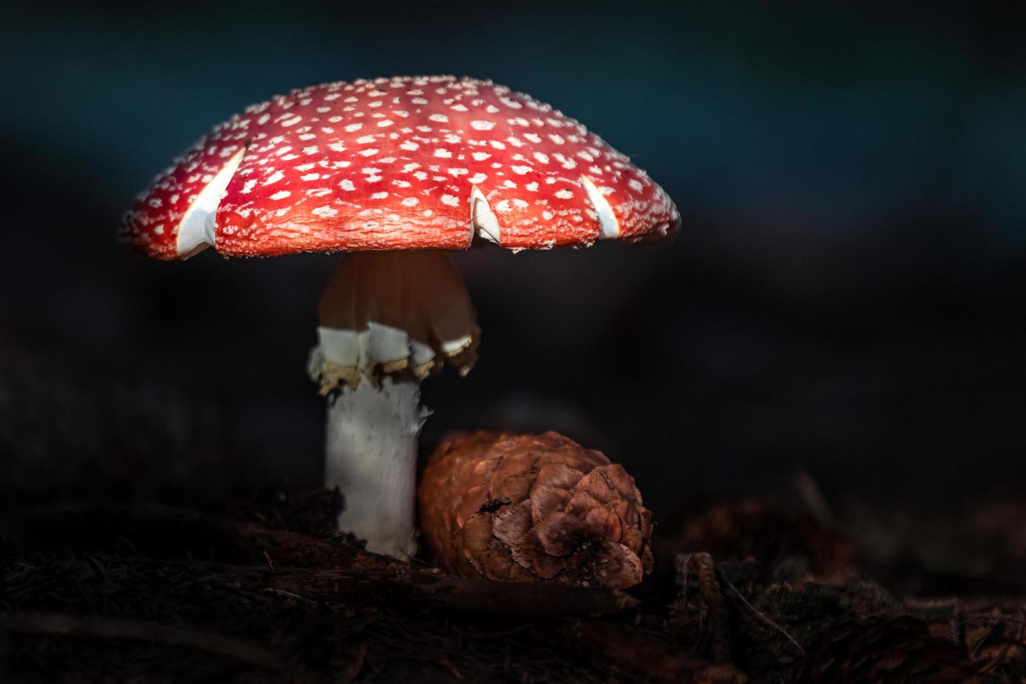 agárico de mosca en el bosque foto