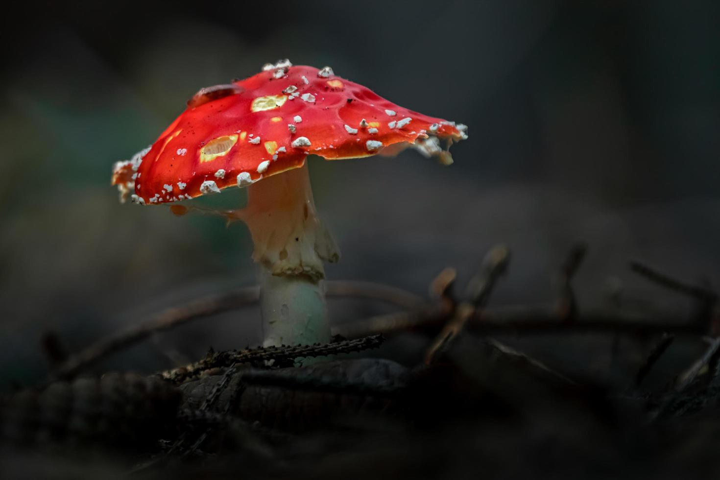 agárico de mosca en el bosque foto