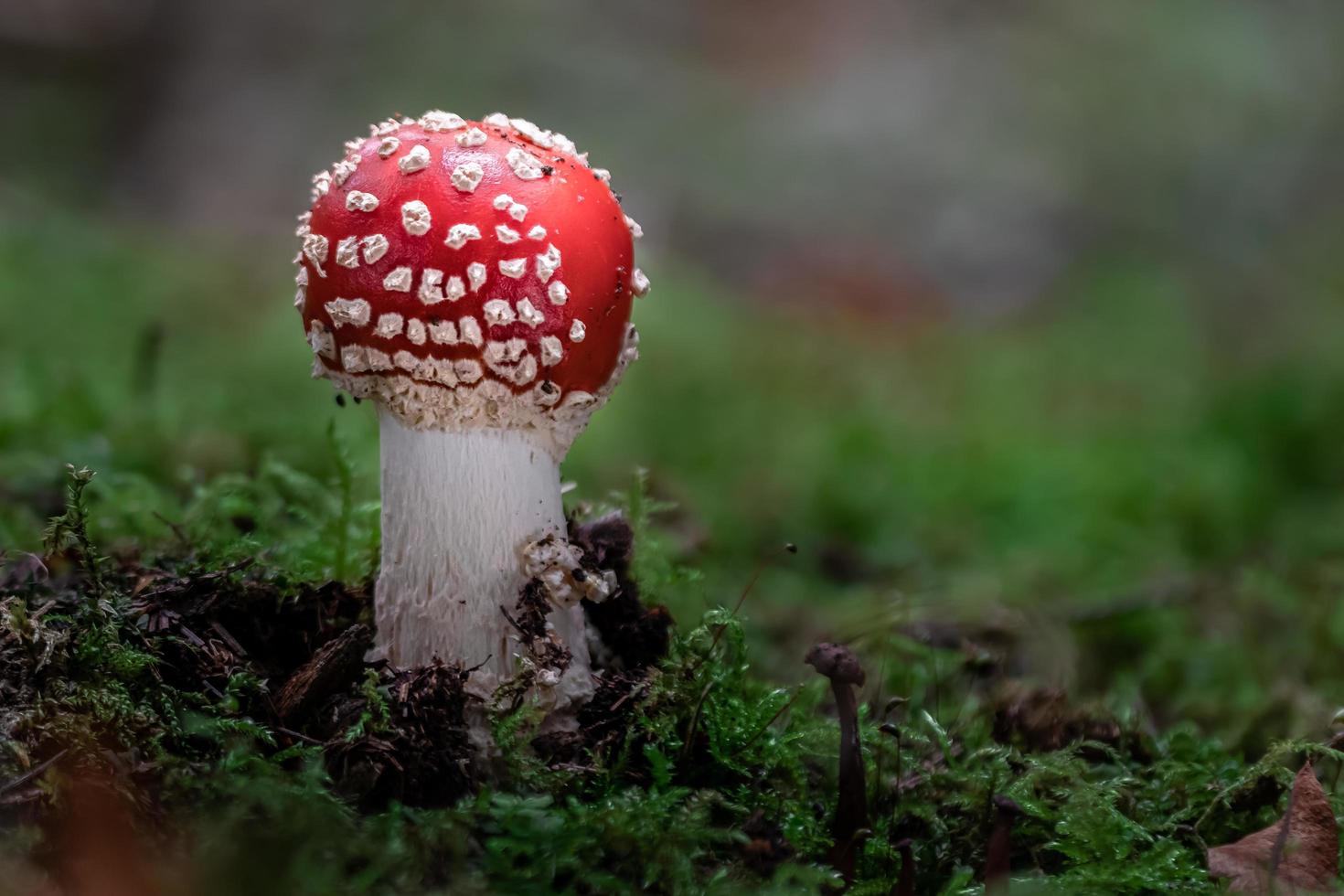 agárico de mosca en el bosque foto