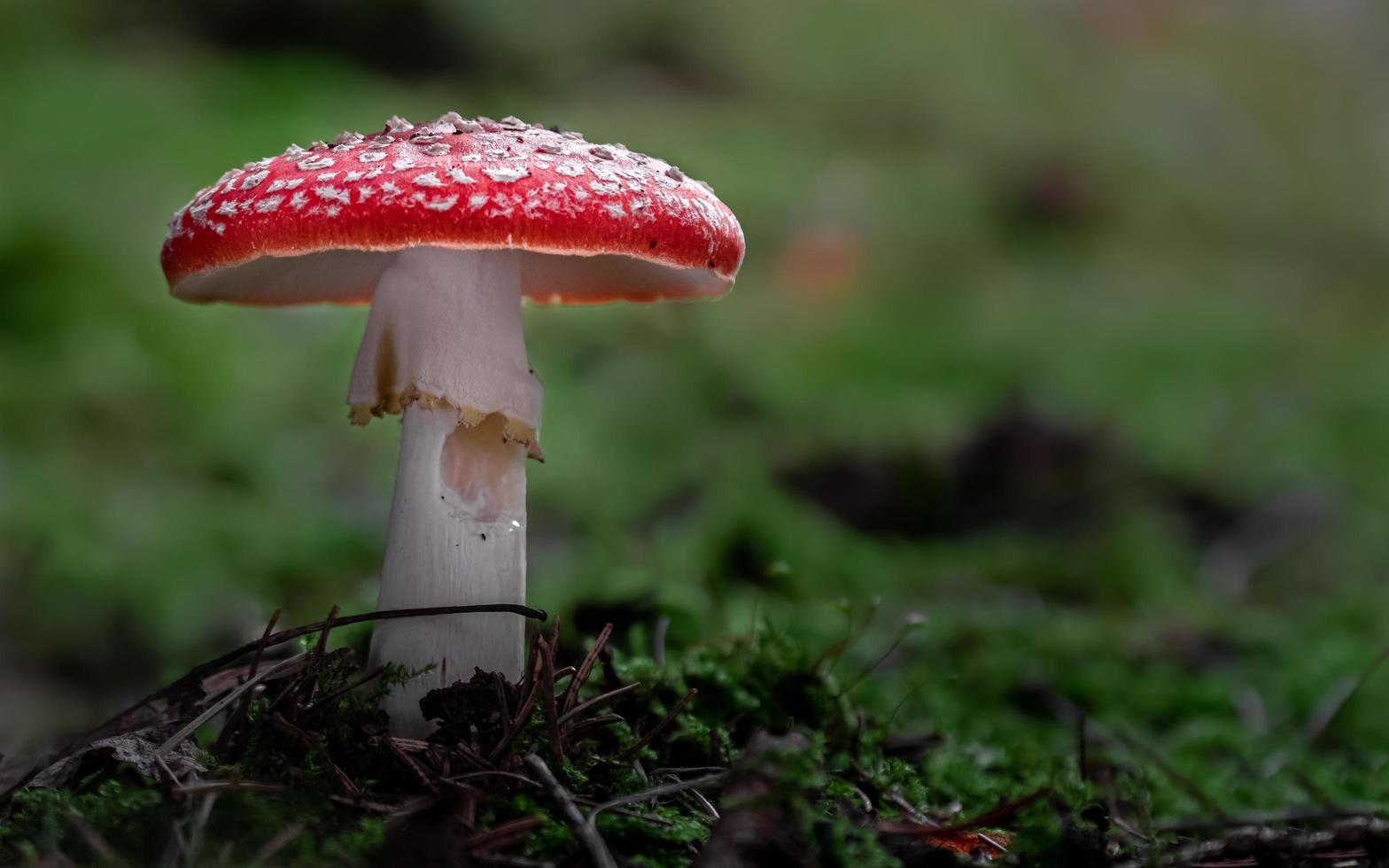 Fly agaric in forest photo