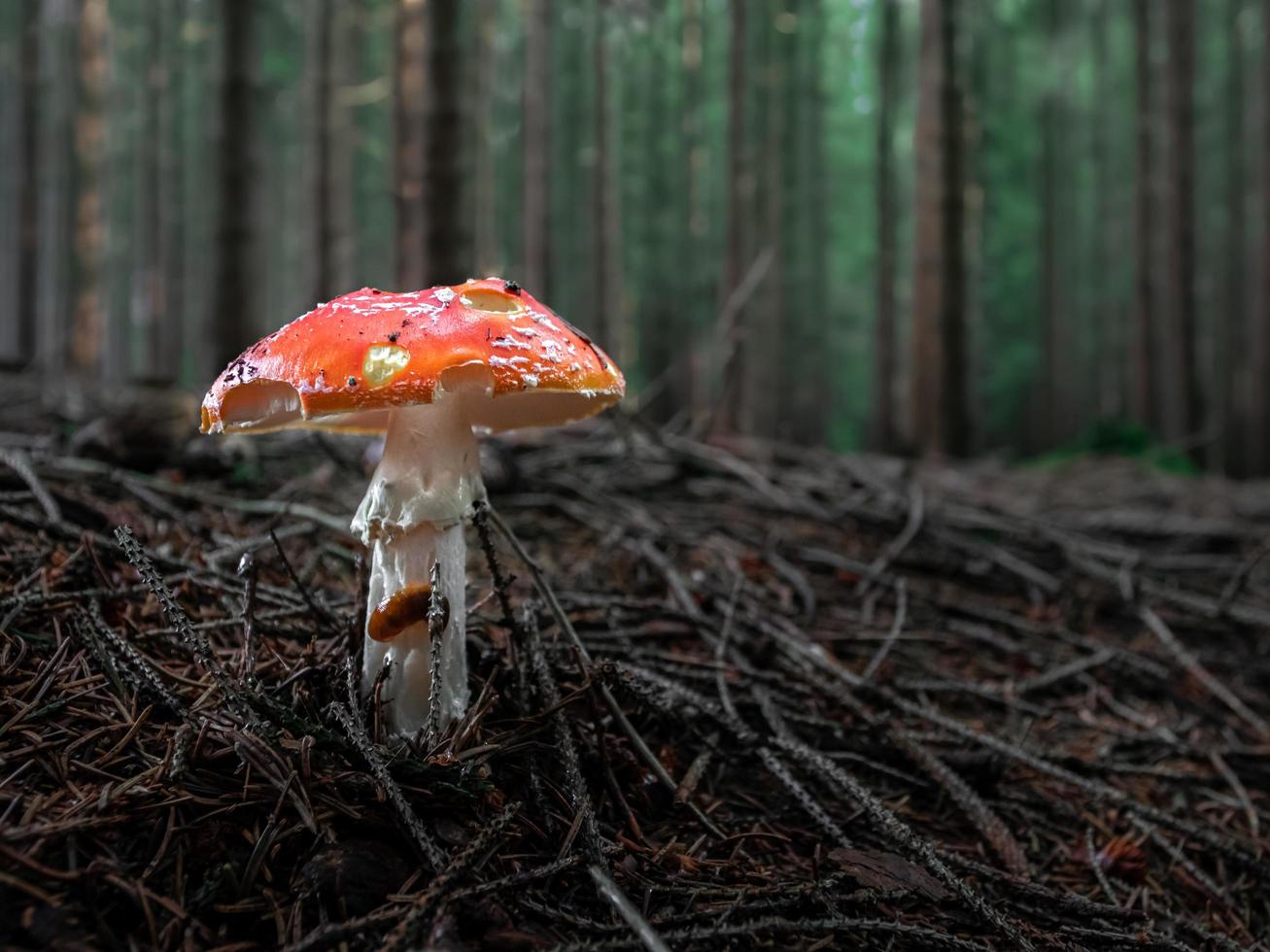 agárico de mosca en el bosque foto