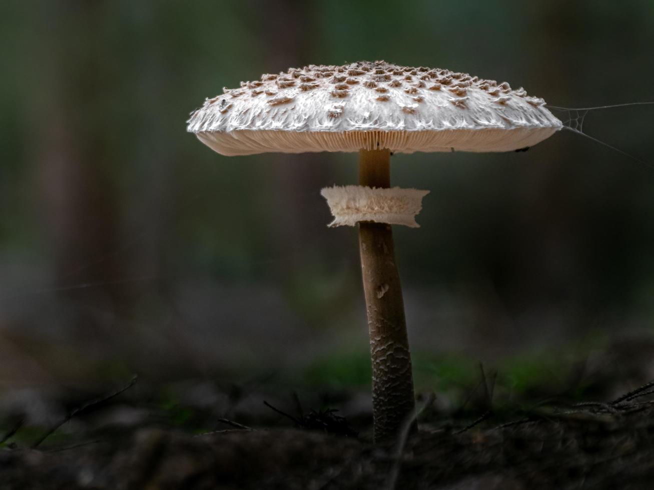 Parasol mushroom in forest photo