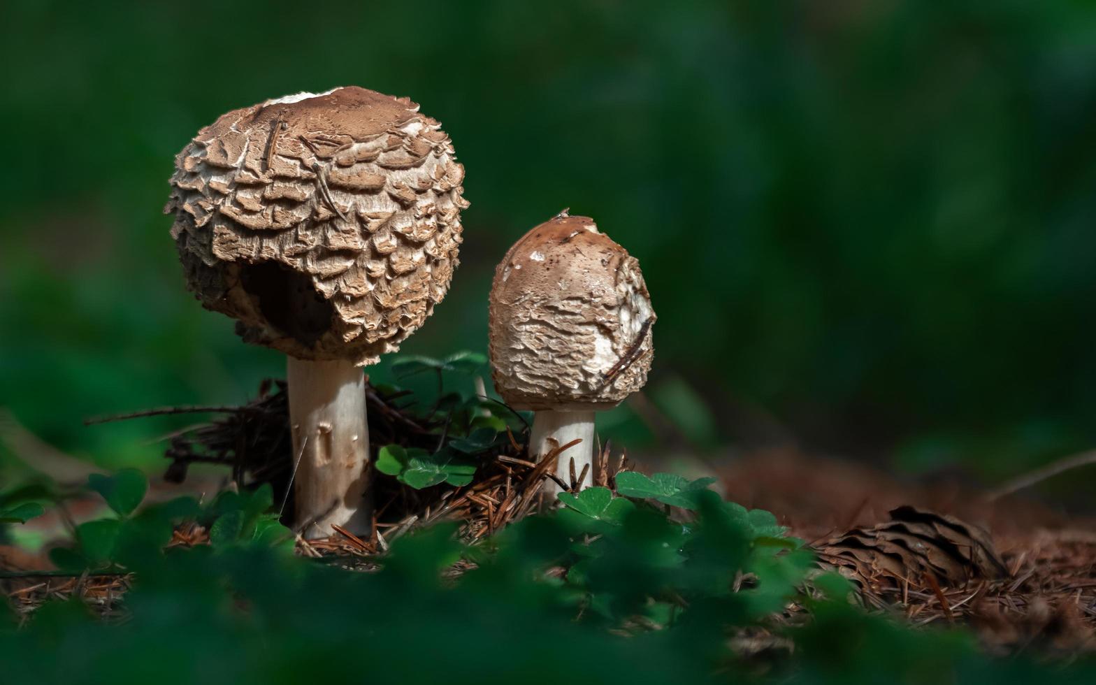 Parasol mushroom in forest photo