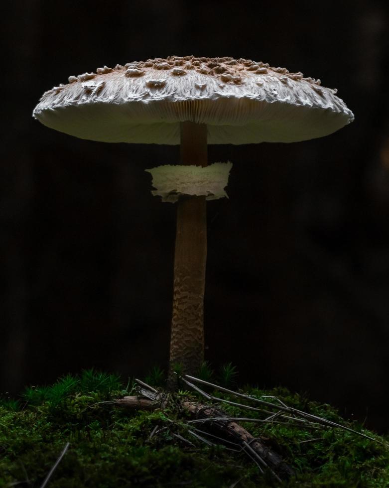 Parasol mushroom in forest photo