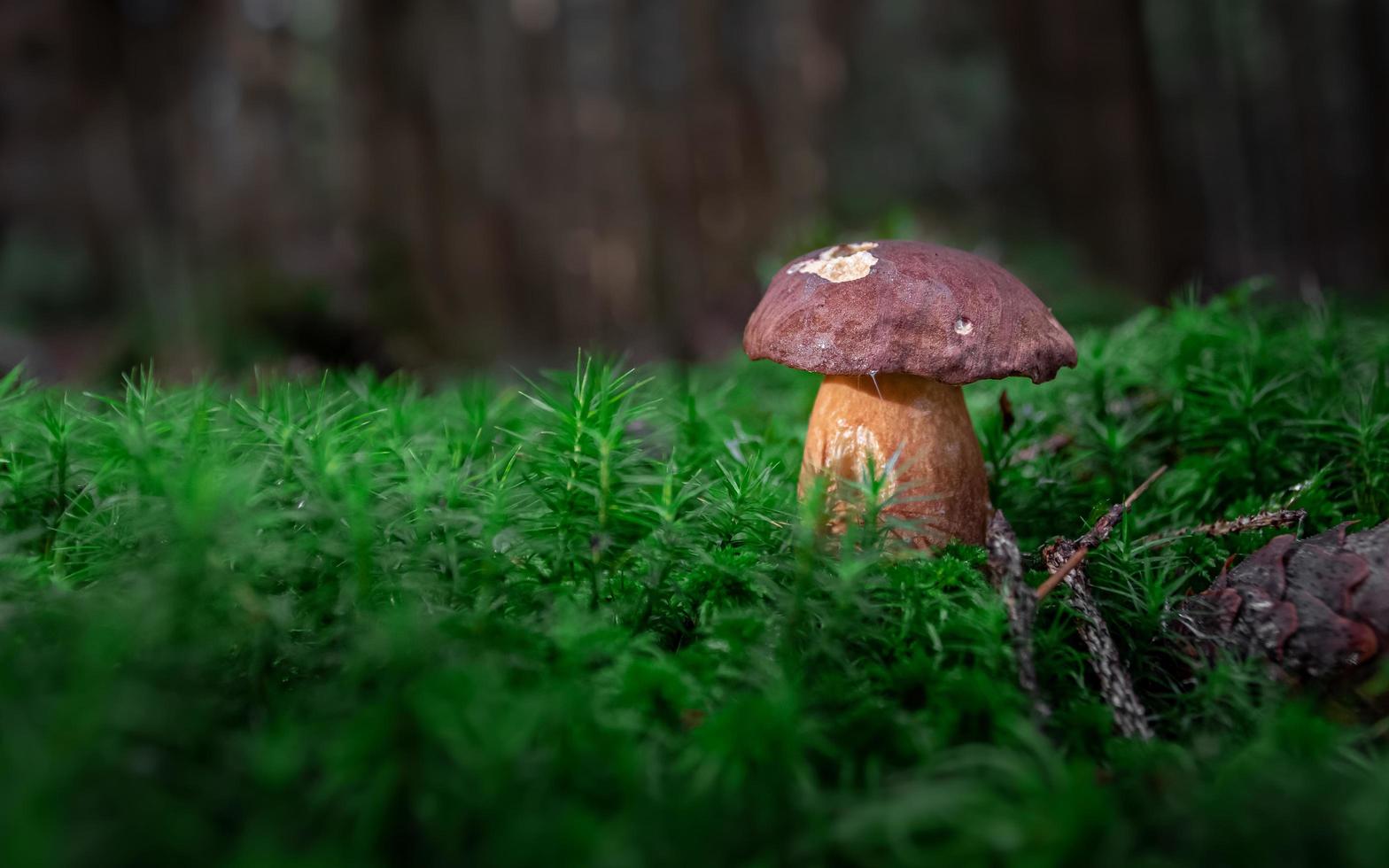 Bay bolete in moss photo