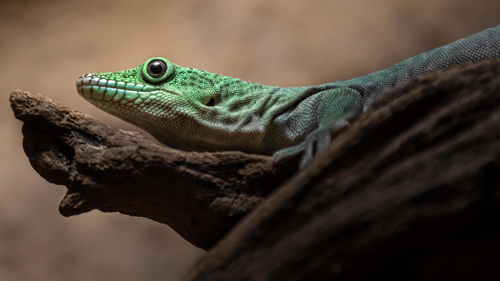 Standings day gecko photo