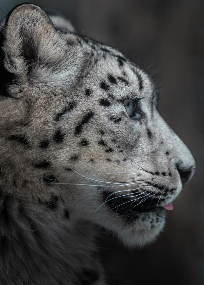 irbis leopardo de las nieves foto