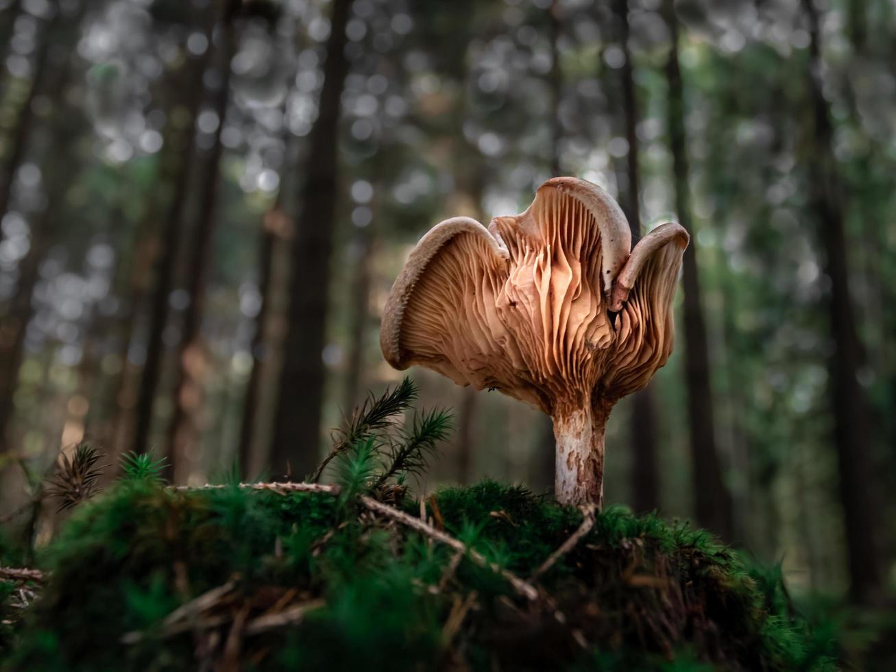 Mushrooms in forest photo