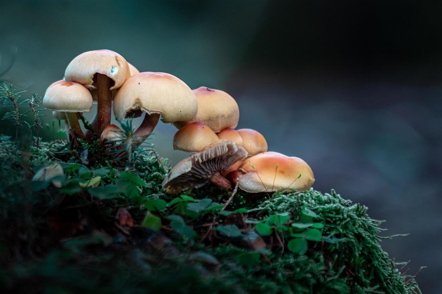 Mushrooms in forest photo