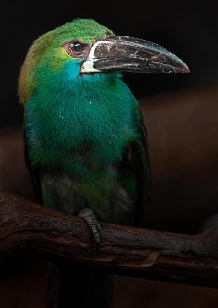 Crimson rumped toucanet photo