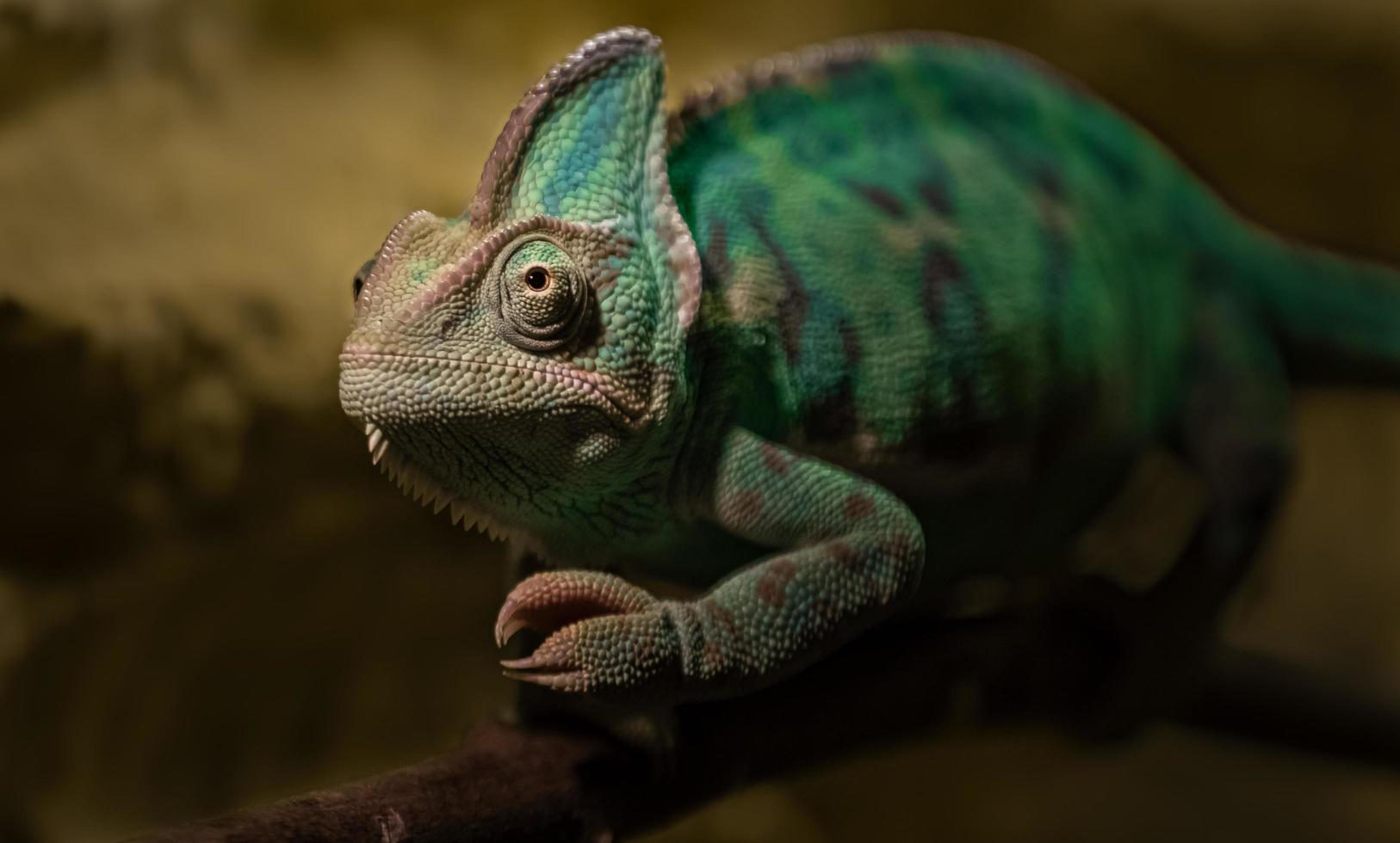 Portrait of Veiled chameleon photo