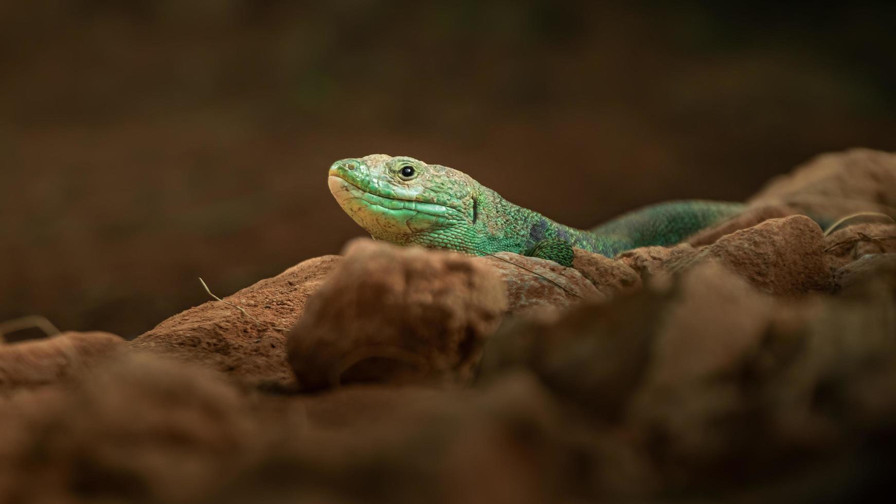 Portrait of Ocellated lizard photo