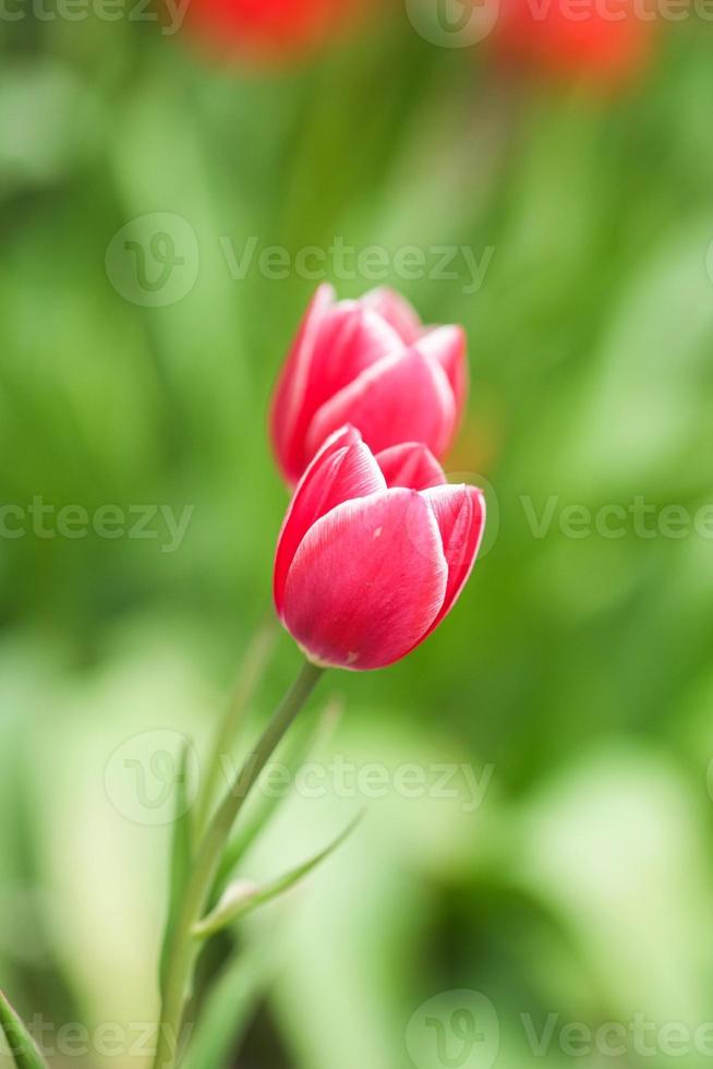 Pink tulip flowers in bloom spring season selective focus and bokeh photo