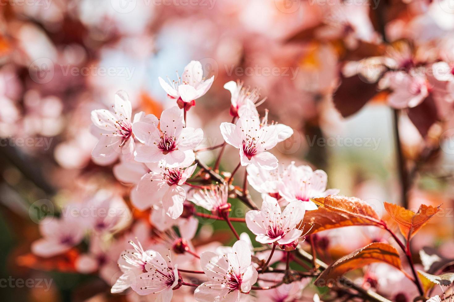 Plum fruit pink flowers in bloom on tree branch spring season selective focus photo