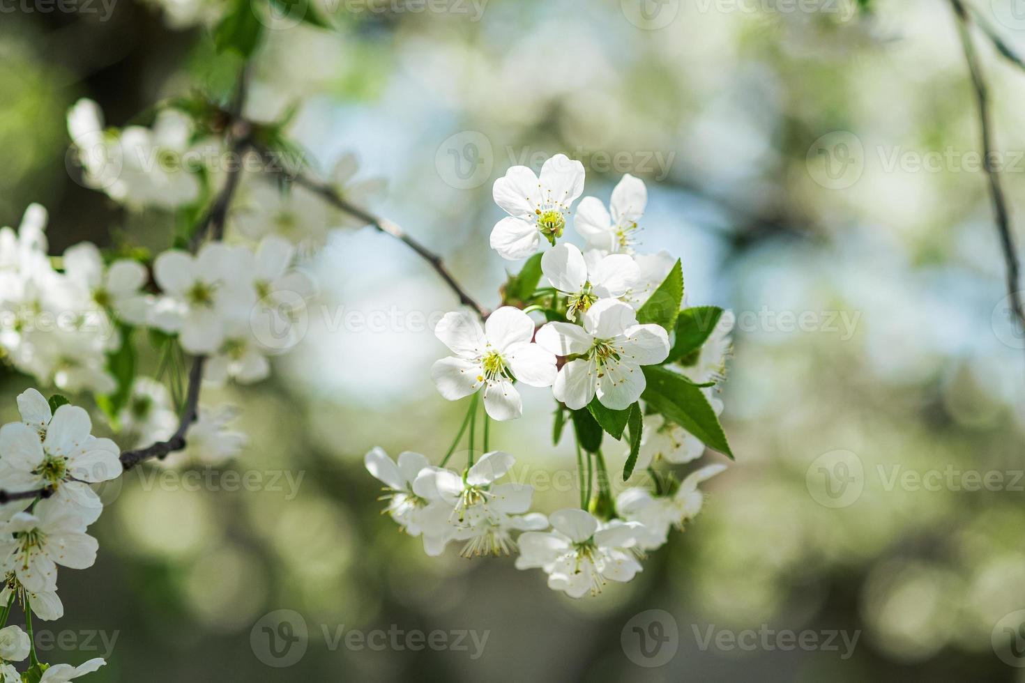 Cherry fruit flowers in bloom on tree branch spring season selective focus photo