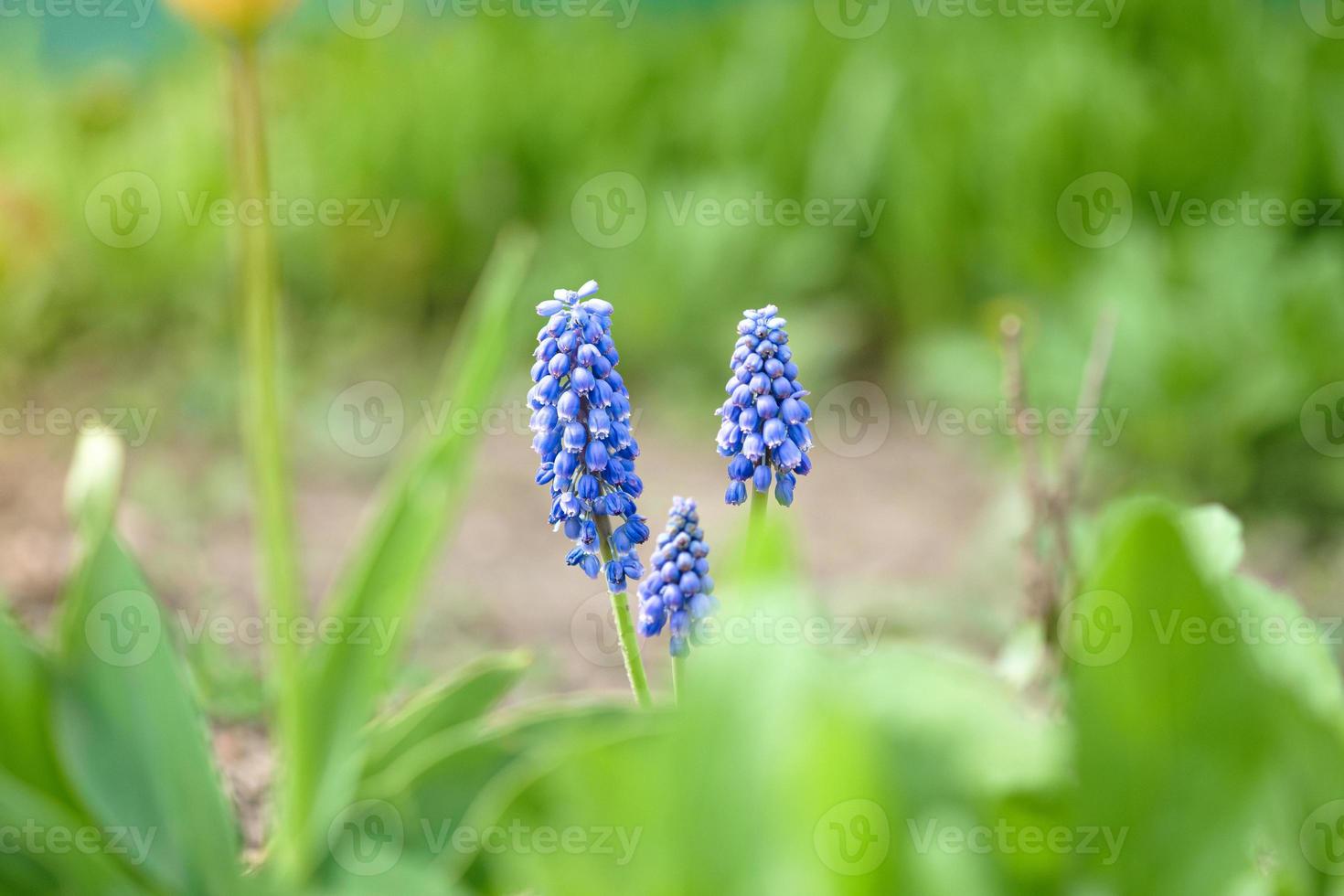 Blue muscari flower plants spring blooming season selective focus photo