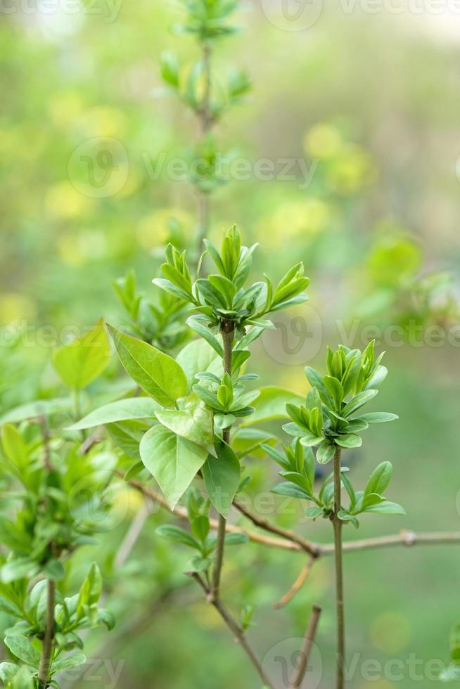 Green blooming leaves on branches springtime season plants selective focus photo
