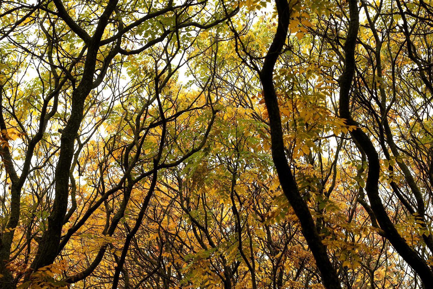 hermoso bosque otoñal con hojas amarillas foto