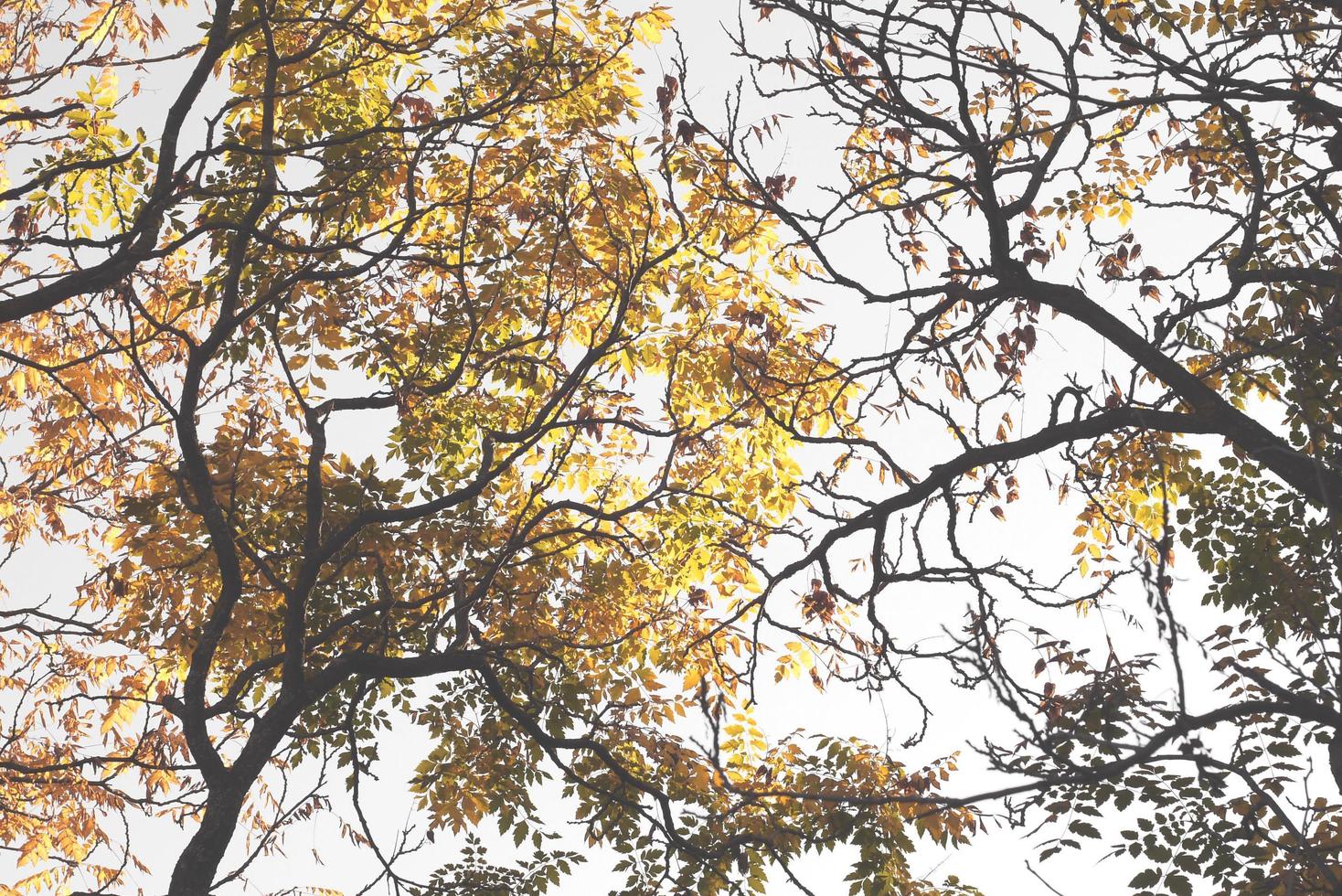 hermoso bosque otoñal con hojas amarillas foto