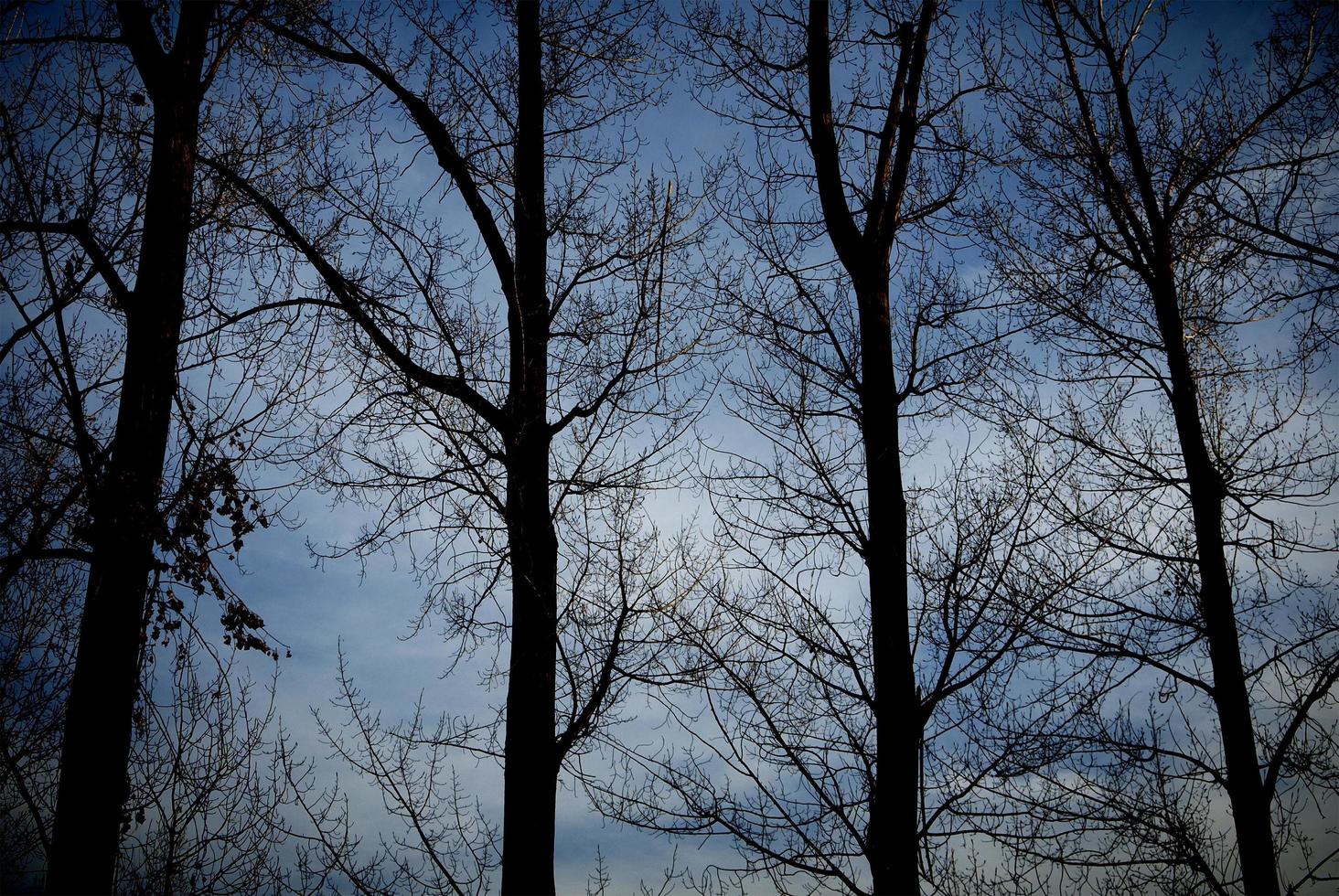 grupo de árboles desnudos en invierno foto