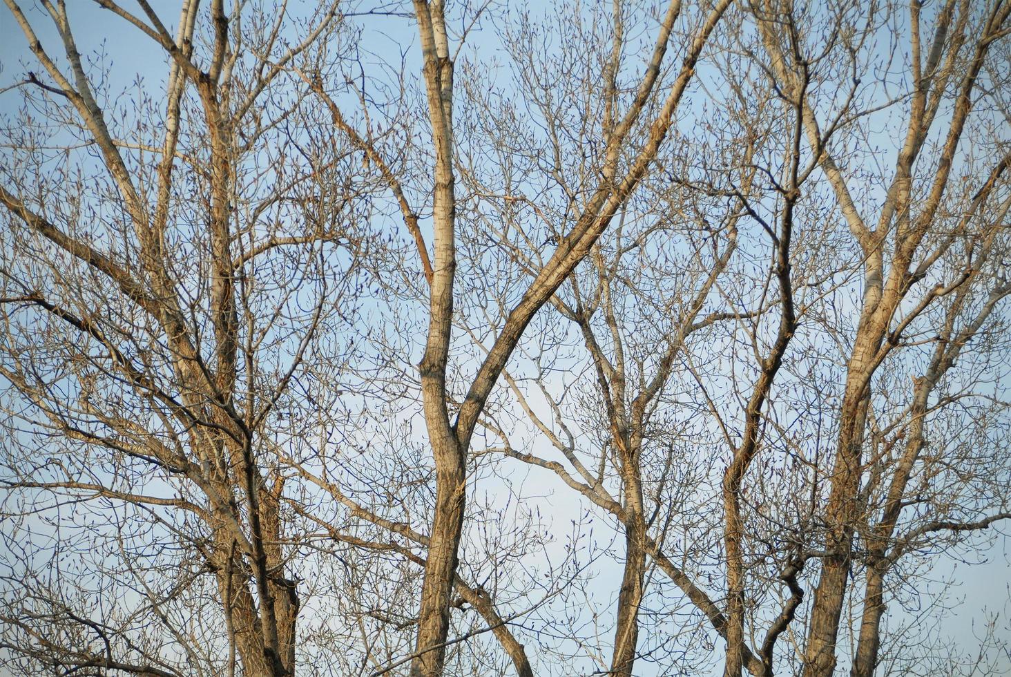 Group of bare trees in winter photo