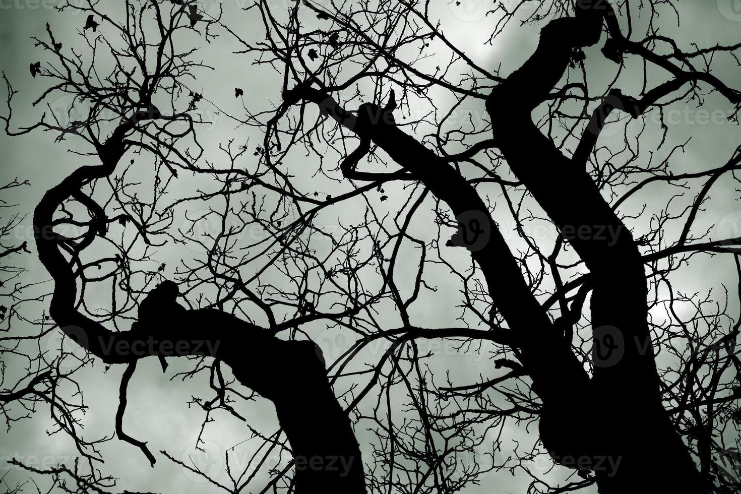 Bare tree silhouette against the stormy sky photo