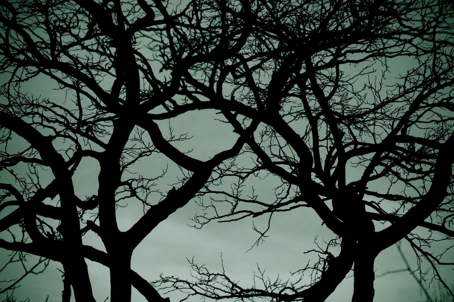 Bare tree silhouette against the stormy sky photo