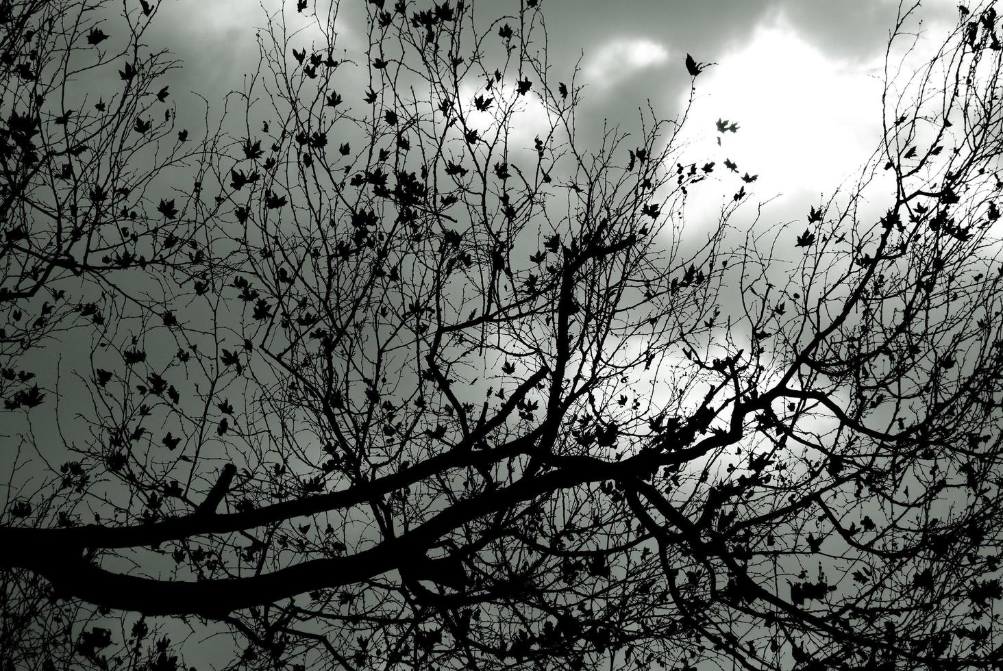 Bare tree silhouette against the stormy sky photo