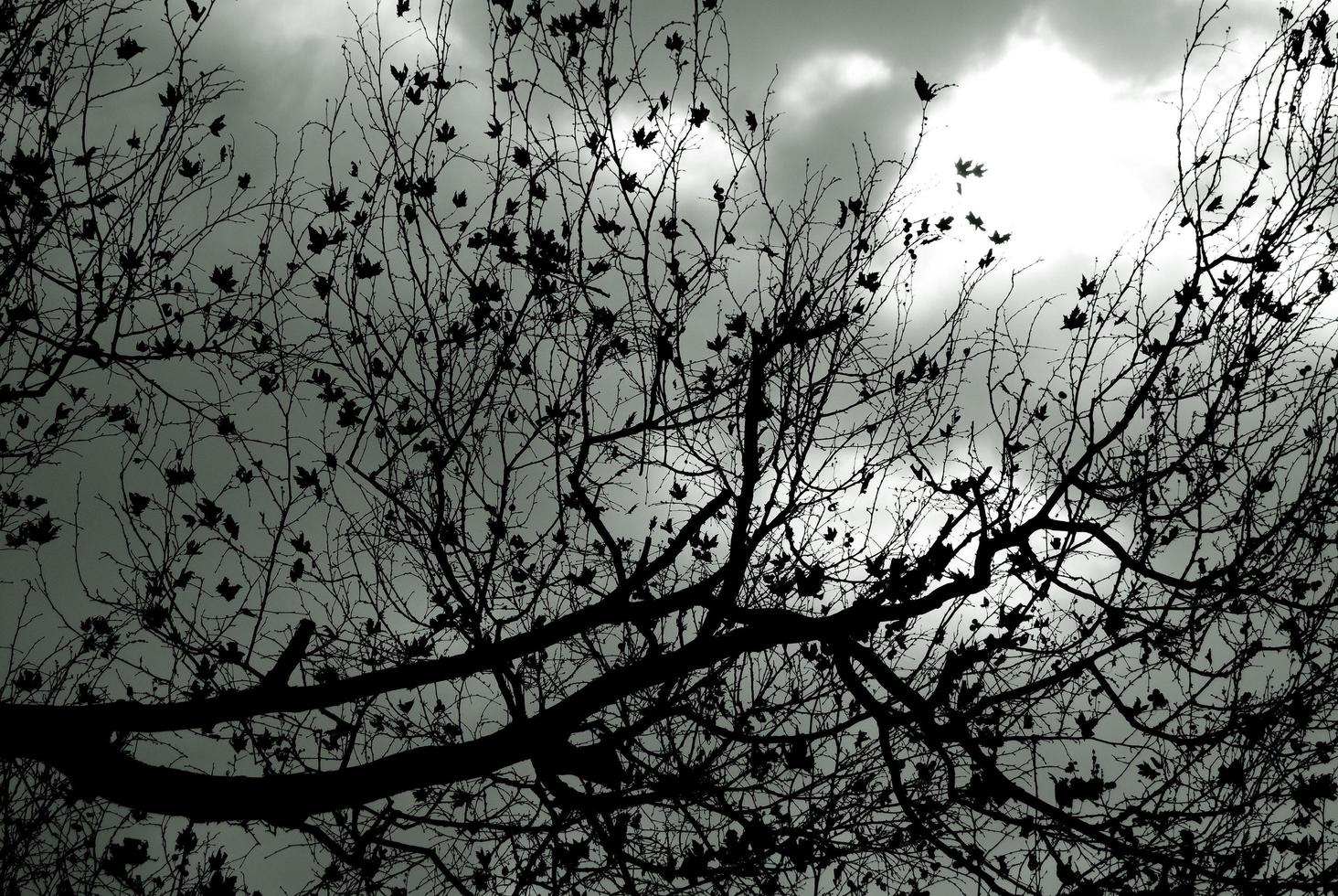 silueta de árbol desnudo contra el cielo tormentoso foto