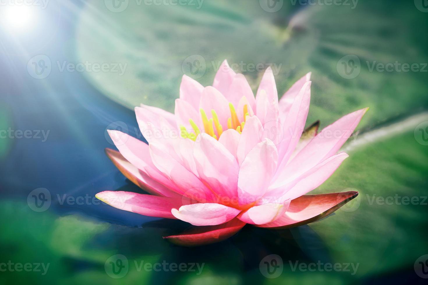 flor de loto rosa foto