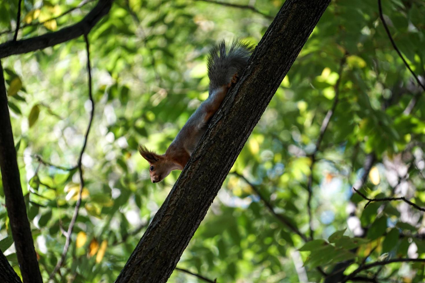 la ardilla roja baja del tronco de un árbol foto