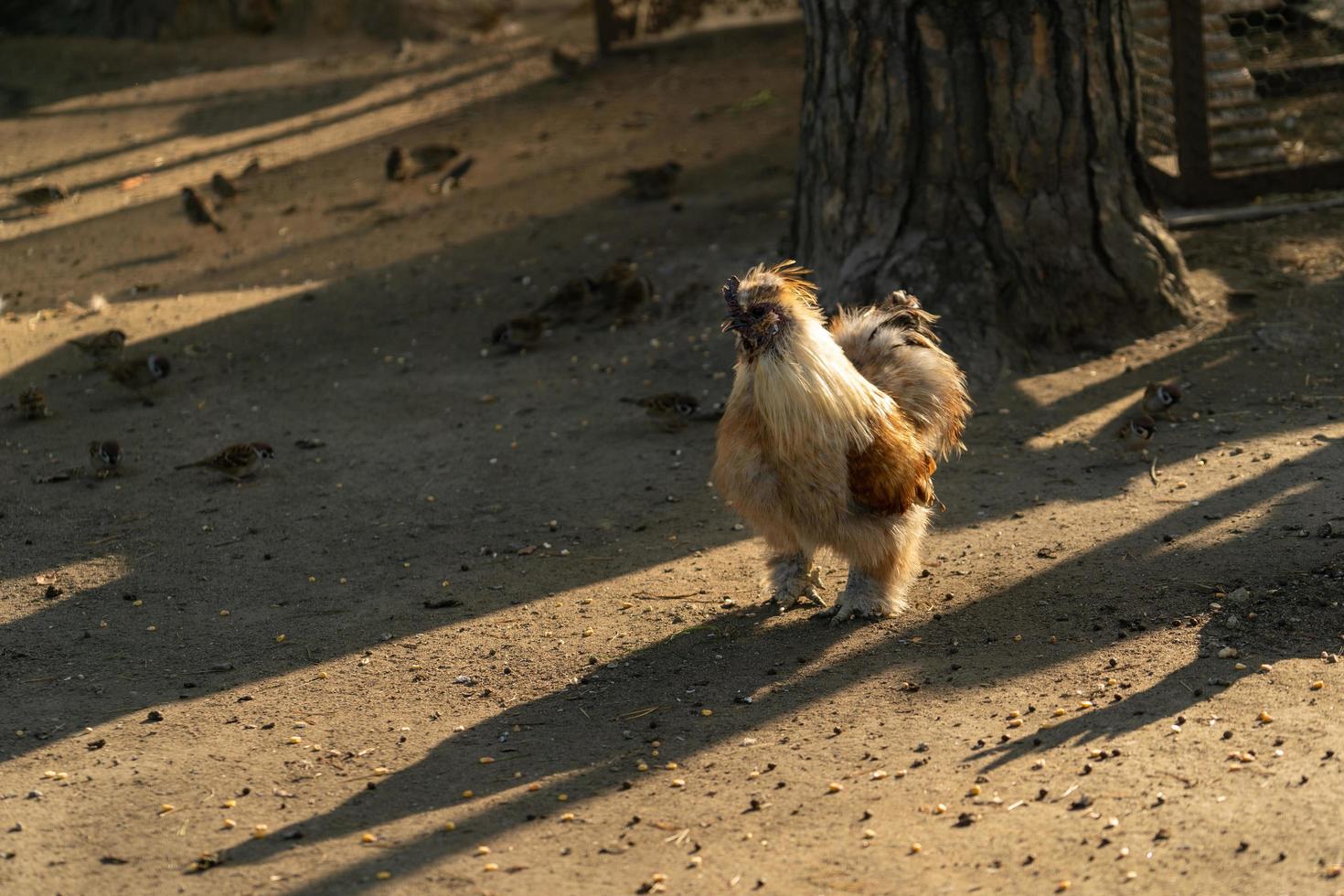 Retrato de un pollo de raza pura en el fondo de un gallinero foto