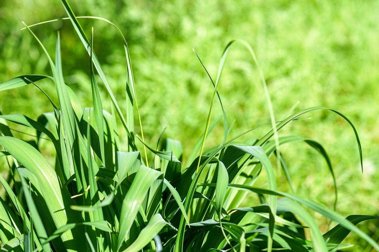 Hierba verde brillante de diferentes alturas en un día soleado foto