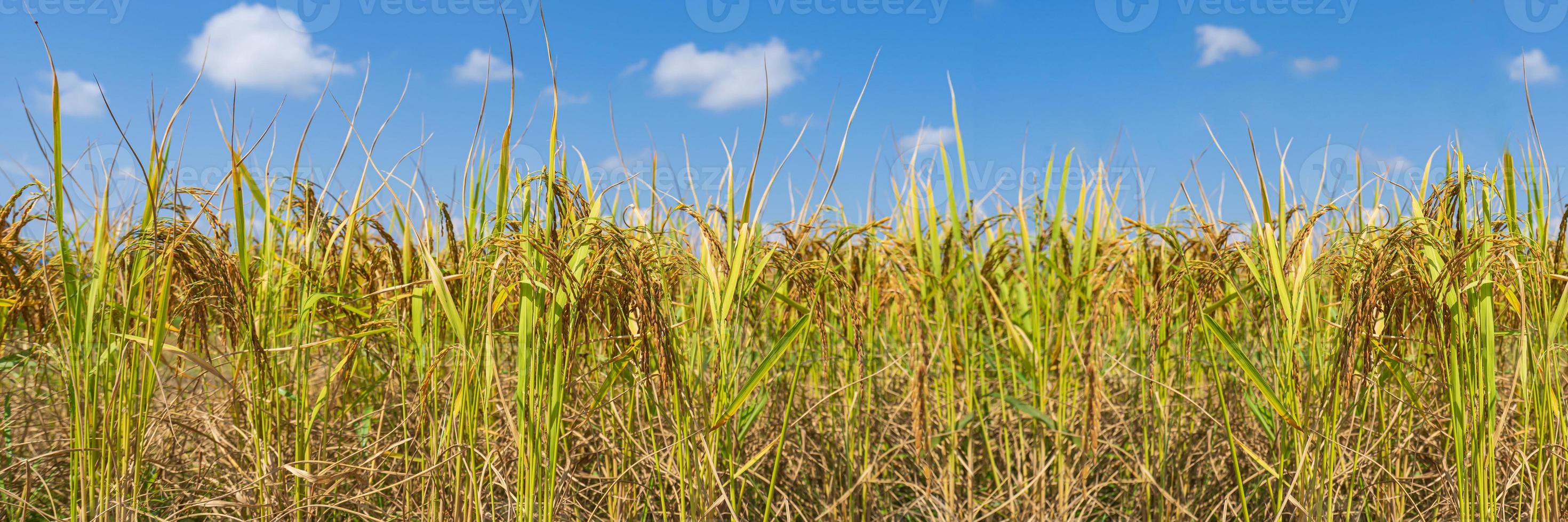 Rice Field in the morning under blue sky photo